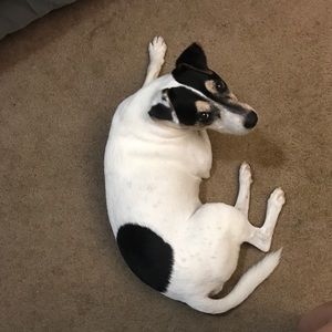 Meet your Posher, Morgan